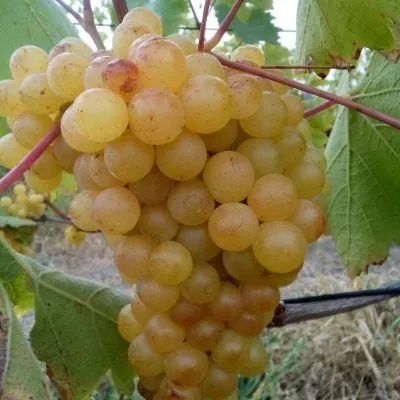 kishmish-sagrayon-4-226597