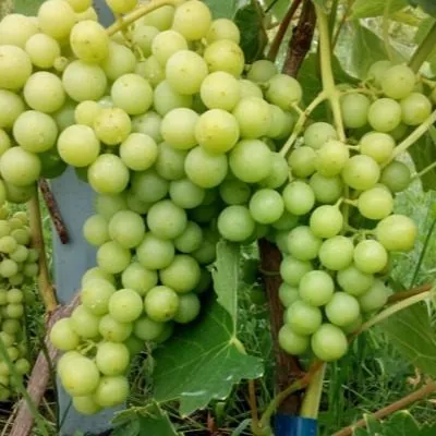 kishmish-sagrayon-5-226597