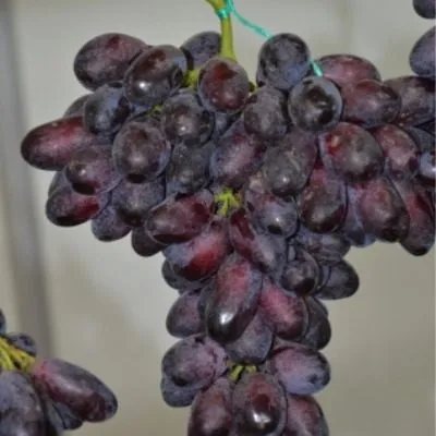 knyaz-trubetskoy-1-234952