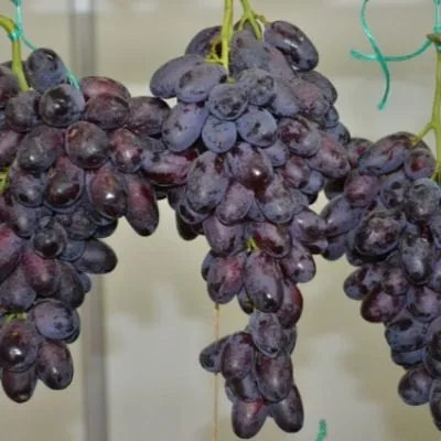 knyaz-trubetskoy-2-234952