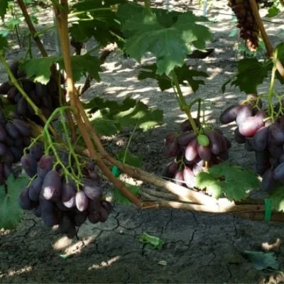 knyaz-trubetskoy-3-234952