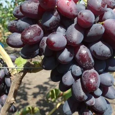 knyaz-trubetskoy-6-234952