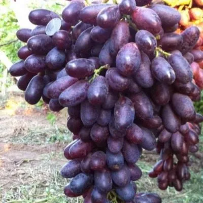 knyaz-trubetskoy-main-234952