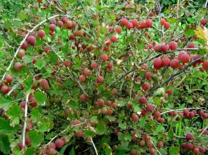 куст крыжовника с ягодами