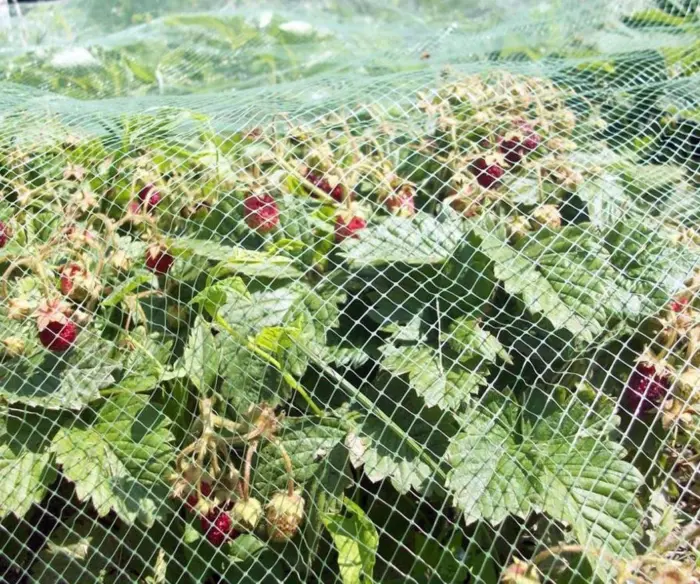 малина под защитной сеткой от птиц