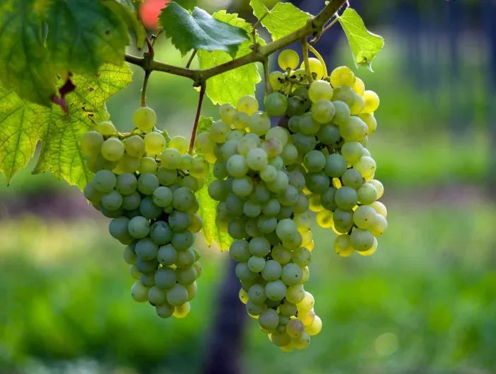 kolombar-main-231950