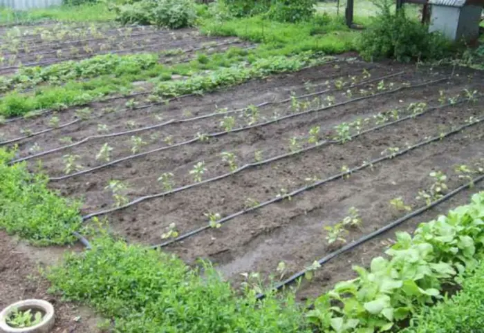 капельная лента в огороде