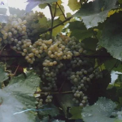 korinka-russkaya-11-238781