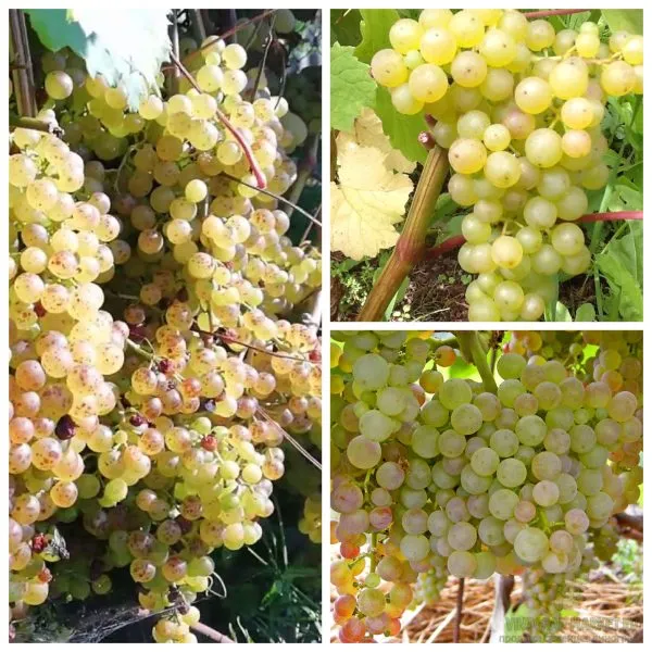 korinka-russkaya-4-238781