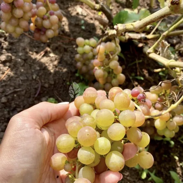 korinka-russkaya-5-238781