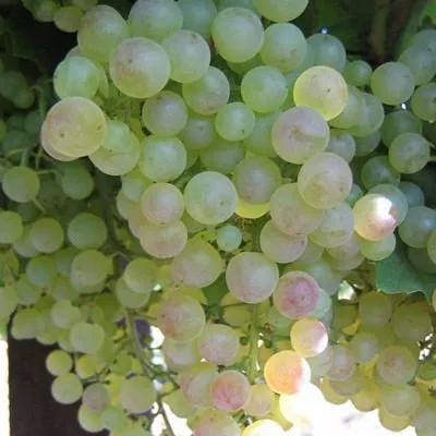 korinka-russkaya-6-238781