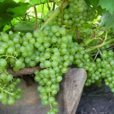 korinka-russkaya-8-238781