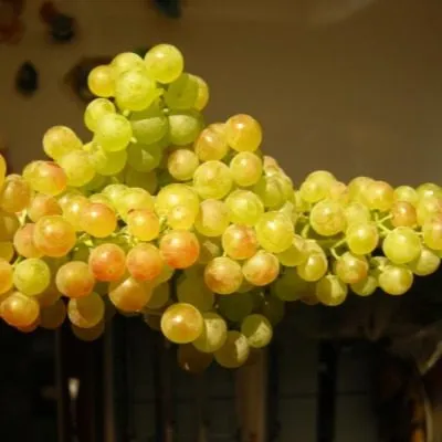 korinka-russkaya-9-238781