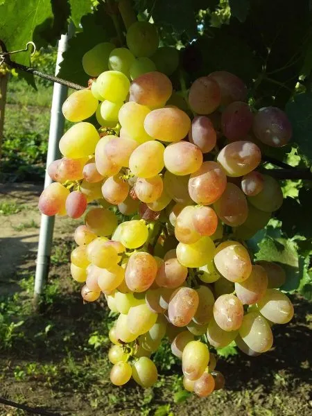 krasa-dona-main-236736