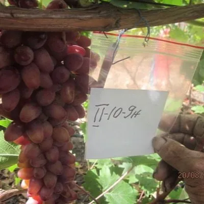 krasa-donbassa-1-235911