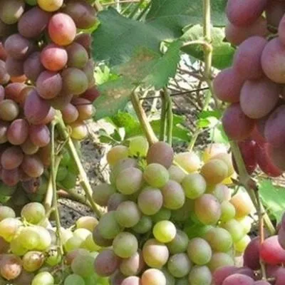 krasa-donbassa-2-235911