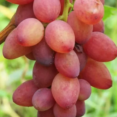 krasa-donbassa-3-235911