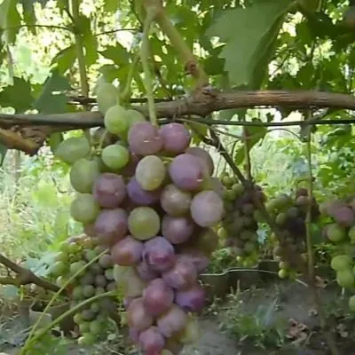 krasa-donbassa-4-235911