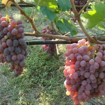 krasa-donbassa-5-235911