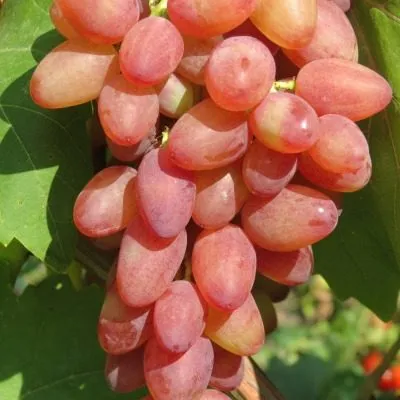 krasa-donbassa-main-235911