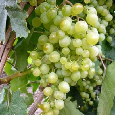 krasa-severa-2-230820