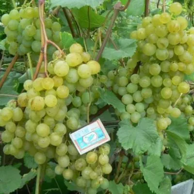 krasa-severa-4-230820