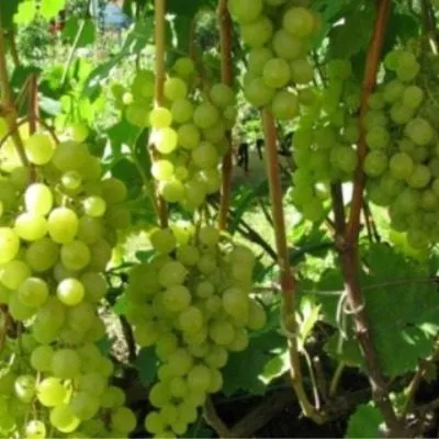 krasa-severa-5-230820