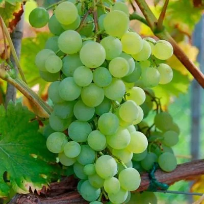 krasa-severa-6-230820