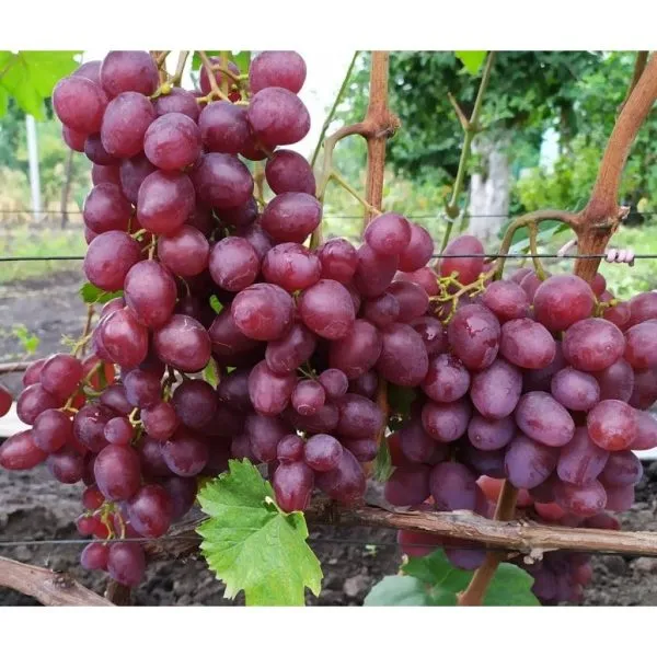 krasnaya-planeta-1-236474