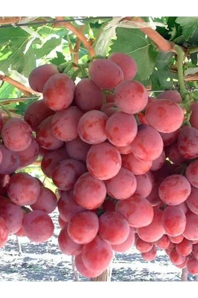 krasnaya-planeta-2-236474