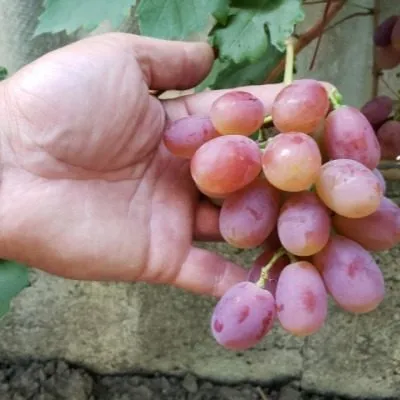 krasnaya-planeta-6-236474