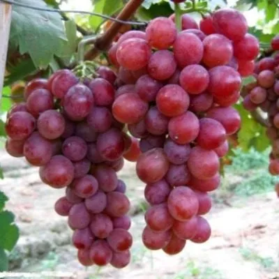 krasnaya-planeta-main-236474