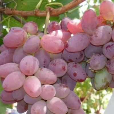 krasnaya-roza-kalugin-v-m-4-232784