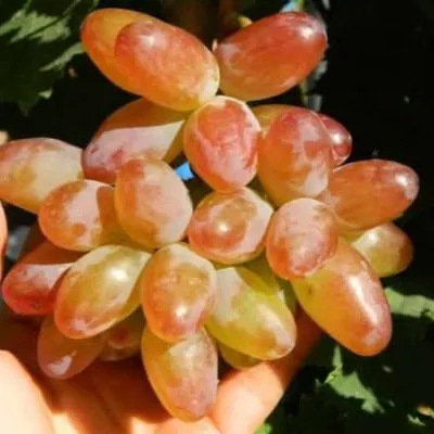 krasnaya-roza-kalugin-v-m-5-232784