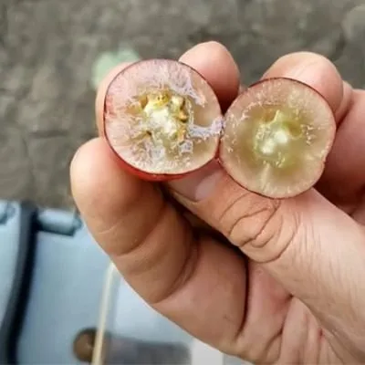 krasnaya-roza-kalugin-v-m-6-232784