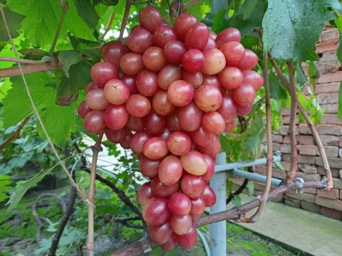 krasnaya-roza-kalugin-v-m-main-232784