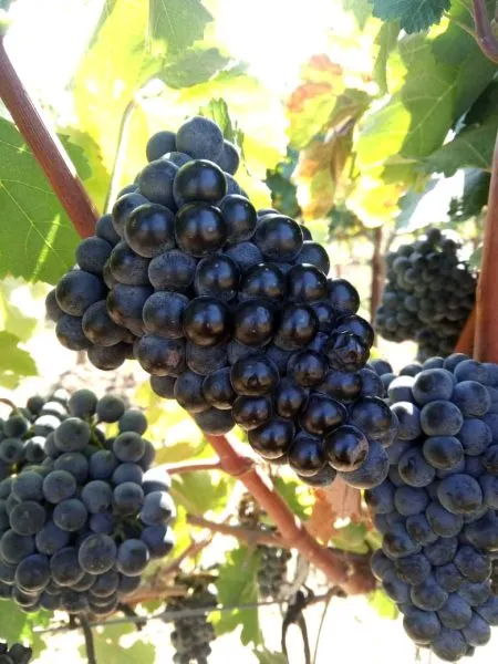 krasnostop-zolotovskiy-1-235791