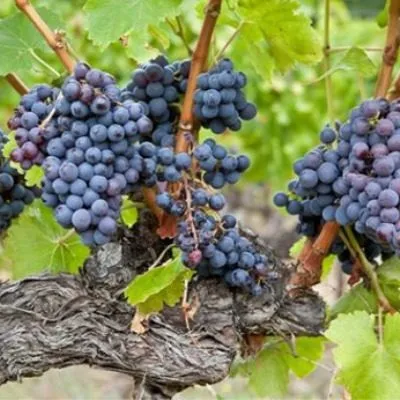 krasnostop-zolotovskiy-3-235791