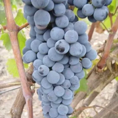 krasnostop-zolotovskiy-4-235791