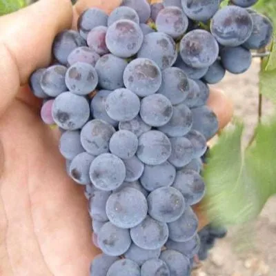 krasnostop-zolotovskiy-5-235791