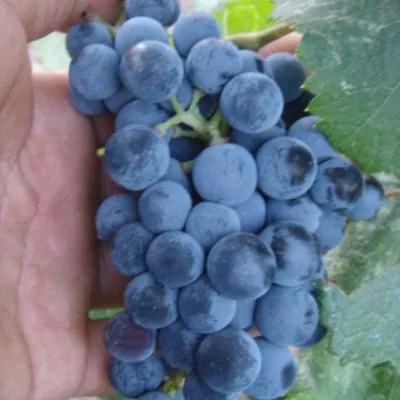 krasnostop-zolotovskiy-6-235791