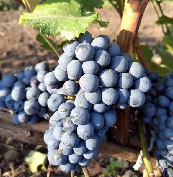 krasnostop-zolotovskiy-main-235791