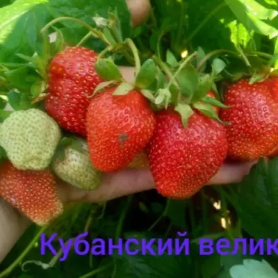 kubanskiy-velikan-4-245504