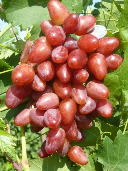 legenda-aksaya-1-234867