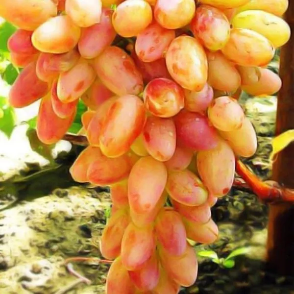 legenda-aksaya-2-234867