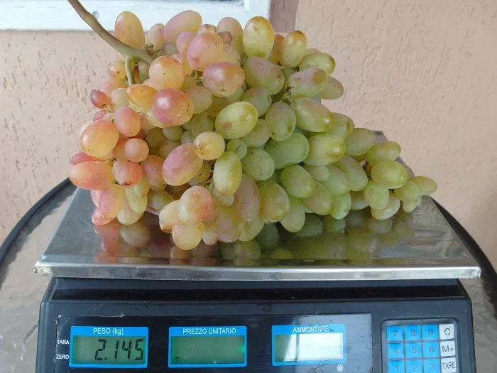 legenda-aksaya-3-234867