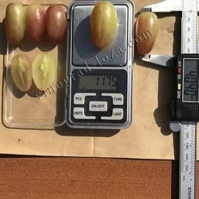 legenda-aksaya-5-234867