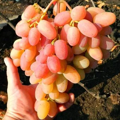 legenda-aksaya-6-234867