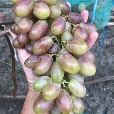 legenda-aksaya-7-234867