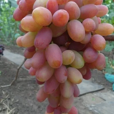 legenda-aksaya-main-234867